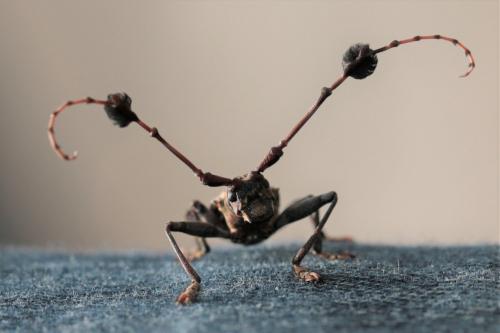 Réf. 255 959 : Imantocera penicillata